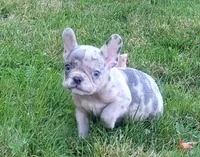 Hero, a male French Bulldog for sale in Dundee, OH – 2 of 9