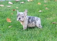 Hero, a male French Bulldog for sale in Dundee, OH – 5 of 9