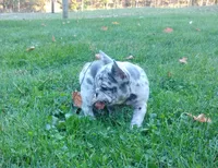Zoey, a female French Bulldog for sale in Dundee, OH – 4 of 8