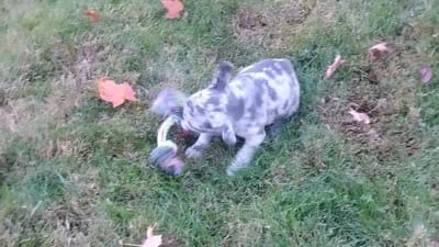 Zoey, a female French Bulldog for sale in Dundee, OH – 3 of 8