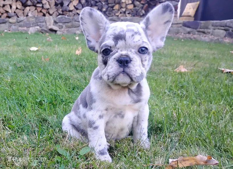 Zoey – French Bulldog puppy for sale in Dundee, OH
