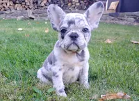 Zoey, a female French Bulldog for sale in Dundee, OH – 1 of 8