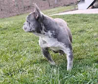 Amber, a female French Bulldog for sale in Dundee, OH – 9 of 10