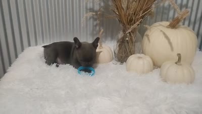 Blaze, a male French Bulldog for sale in Dundee, OH – 3 of 8
