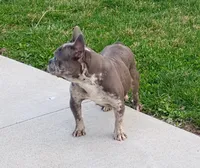 Blaze, a male French Bulldog for sale in Dundee, OH – 7 of 8