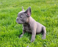 Shadow, a female French Bulldog for sale in Dundee, OH – Photo 4 of 5