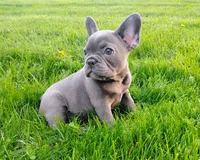 Shadow, a female French Bulldog for sale in Dundee, OH – Photo 2 of 5