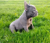 Shadow, a female French Bulldog for sale in Dundee, OH – Photo 1 of 5