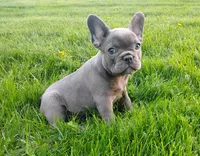Shadow, a female French Bulldog for sale in Dundee, OH – Photo 3 of 5