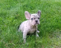 Mason, a male French Bulldog for sale in Dundee, OH – 5 of 7
