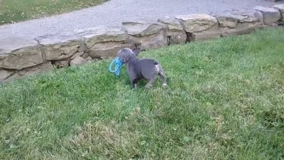 Asher, a male French Bulldog for sale in Dundee, OH – 3 of 8