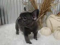 Amber, a female French Bulldog for sale in Dundee, OH – 2 of 10