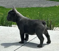 Comet, a male French Bulldog for sale in Dundee, OH – Photo 6 of 8
