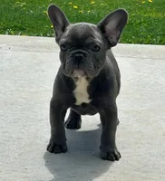 Comet, a male French Bulldog for sale in Dundee, OH – Photo 5 of 8