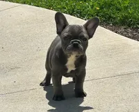 Comet, a male French Bulldog for sale in Dundee, OH – Photo 3 of 8