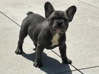 Comet, a male French Bulldog for sale in Dundee, OH – Photo 1 of 8