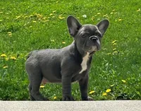 Comet, a male French Bulldog for sale in Dundee, OH – Photo 4 of 8