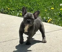 Comet, a male French Bulldog for sale in Dundee, OH – Photo 2 of 8