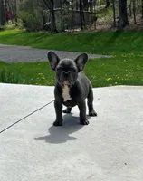 Comet, a male French Bulldog for sale in Dundee, OH – Photo 7 of 8