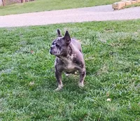 Comet, a male French Bulldog for sale in Dundee, OH – Photo 8 of 8