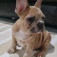 Clifford, a male French Bulldog for sale in Dundee, OH – Photo 2 of 5