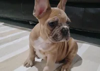 Clifford, a male French Bulldog for sale in Dundee, OH – Photo 2 of 5