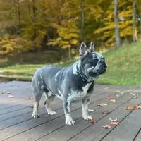 Clifford, a male French Bulldog for sale in Dundee, OH – Photo 5 of 5