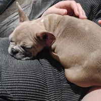 Clifford, a male French Bulldog for sale in Dundee, OH – Photo 3 of 5