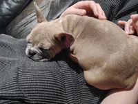 Clifford, a male French Bulldog for sale in Dundee, OH – Photo 3 of 5