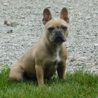 Clifford, a male French Bulldog for sale in Dundee, OH – Photo 4 of 5