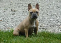 Clifford, a male French Bulldog for sale in Dundee, OH – Photo 4 of 5