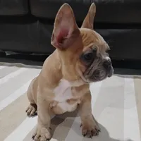 Clifford, a male French Bulldog for sale in Dundee, OH – Photo 1 of 5