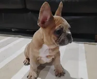 Clifford, a male French Bulldog for sale in Dundee, OH – Photo 1 of 5