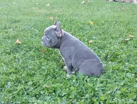 Asher, a male French Bulldog for sale in Dundee, OH – 2 of 8