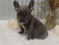 Blaze, a male French Bulldog for sale in Dundee, OH – 5 of 8