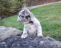 Zoey, a female French Bulldog for sale in Dundee, OH – 2 of 8