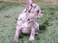 Hazel, a female French Bulldog for sale in Dundee, OH – Photo 2 of 5