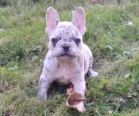 Hazel, a female French Bulldog for sale in Dundee, OH – Photo 3 of 5