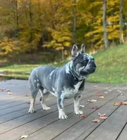 Hazel, a female French Bulldog for sale in Dundee, OH – Photo 4 of 5