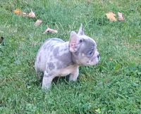 Hero, a male French Bulldog for sale in Dundee, OH – 4 of 9