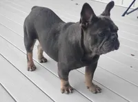 Cody, a male French Bulldog for sale in Dundee, OH – Photo 5 of 5