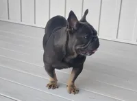 Cody, a male French Bulldog for sale in Dundee, OH – Photo 1 of 5