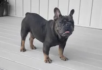 Cody, a male French Bulldog for sale in Dundee, OH – Photo 4 of 5