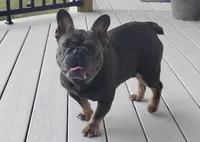 Cody, a male French Bulldog for sale in Dundee, OH – Photo 2 of 5
