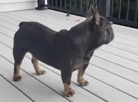 Cody, a male French Bulldog for sale in Dundee, OH – Photo 3 of 5