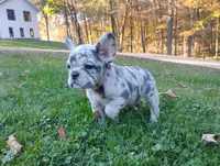 Zoey, a female French Bulldog for sale in Dundee, OH – 5 of 8