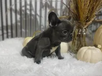 Sasha, a female French Bulldog for sale in Dundee, OH – 2 of 8