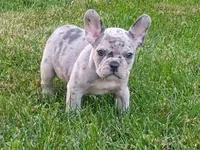 Mason, a male French Bulldog for sale in Dundee, OH – 4 of 7