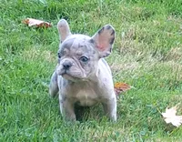 Hero, a male French Bulldog for sale in Dundee, OH – 7 of 9