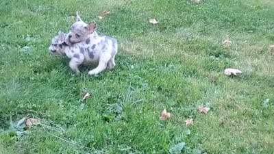 Hero, a male French Bulldog for sale in Dundee, OH – 3 of 9